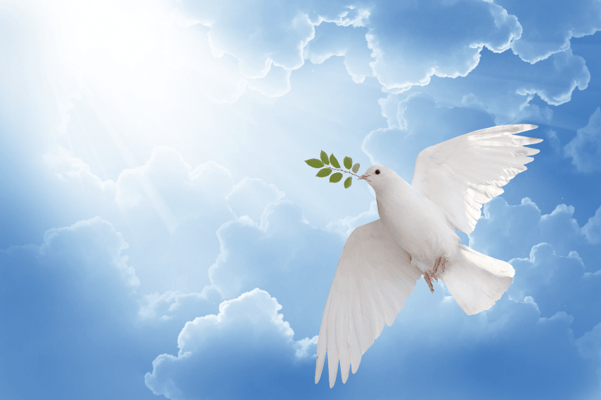 The History of the Olive Tree - Dove of Peace with Olive Branch