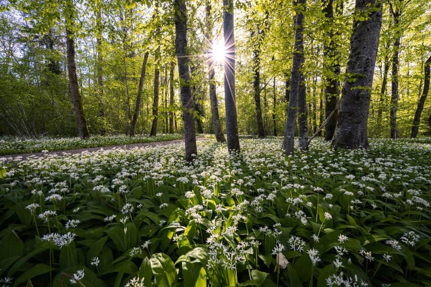 Bosco Alberi Piante Fiori Natura